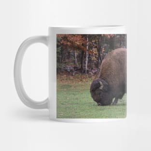 American Field Buffalo grazing Mug